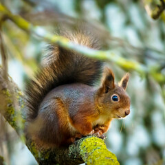 squirrel on a tree