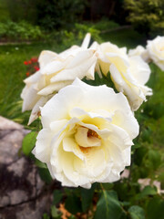 A white rose with water drops on it in a field under the sunlight. Selective focus