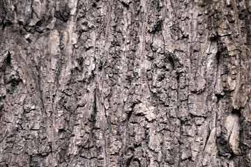 Brown tree bark texture close up background