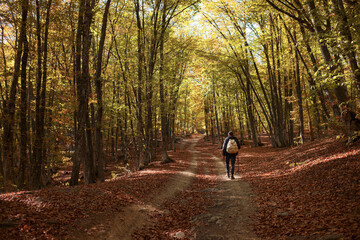 Caucasian hipster male model outdoors in nature. Colorful landscape with trees, rural road, orange and red leaves, sun in autumn.