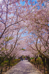 Fototapeta na wymiar 満開の桜のトンネル
