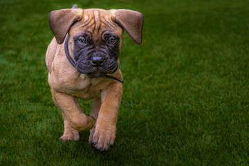 Fototapeta premium 2021-11-10 A 9 WEEK OLD BULLMASTIFF PUPPY RUNNING ACROSS A LUSH GREEN LAWN PUPPY