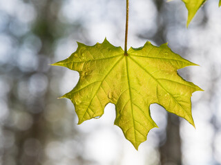 Norway maple leaf hanging downwards