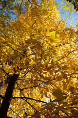 Tree with golden autumn leaves, sunny day