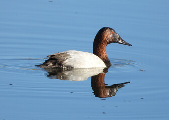 Canvasback duck diving in the sunshine