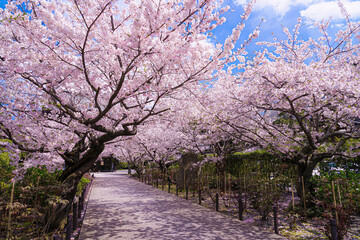 Obraz premium 満開の桜のトンネル