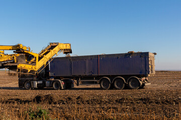 The combine collects sugar beets and loads it into a truck. Big harvest of sugar beets. Sugar production.