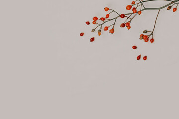 Hawthorn branches on a white background. Autumn berries Natural colors. Red fruits on the branches. Autumn berry fruits