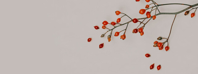 Hawthorn branches on a white background. Autumn berries Natural colors. Red fruits on the branches. Autumn berry fruits