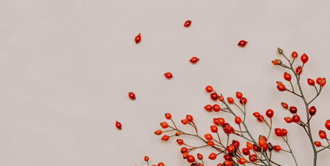 Hawthorn branches on a white background. Autumn berries Natural colors. Red fruits on the branches. Autumn berry fruits