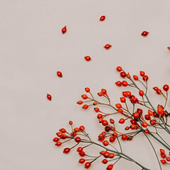 Hawthorn branches on a white background. Autumn berries Natural colors. Red fruits on the branches. Autumn berry fruits