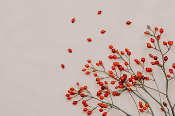 Hawthorn branches on a white background. Autumn berries Natural colors. Red fruits on the branches. Autumn berry fruits