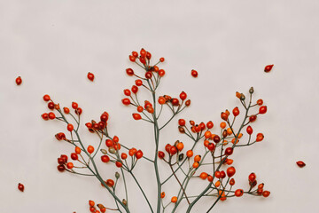 Hawthorn branches on a white background. Autumn berries Natural colors. Red fruits on the branches. Autumn berry fruits