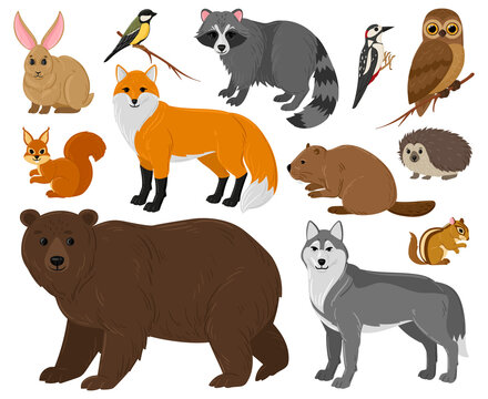 Cartoon forest animals, owl, bear, fox, raccoon and squirrel. Woodland wild animals and birds isolated vector illustration set. Woods wildlife fauna