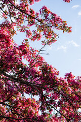pink flowers in spring