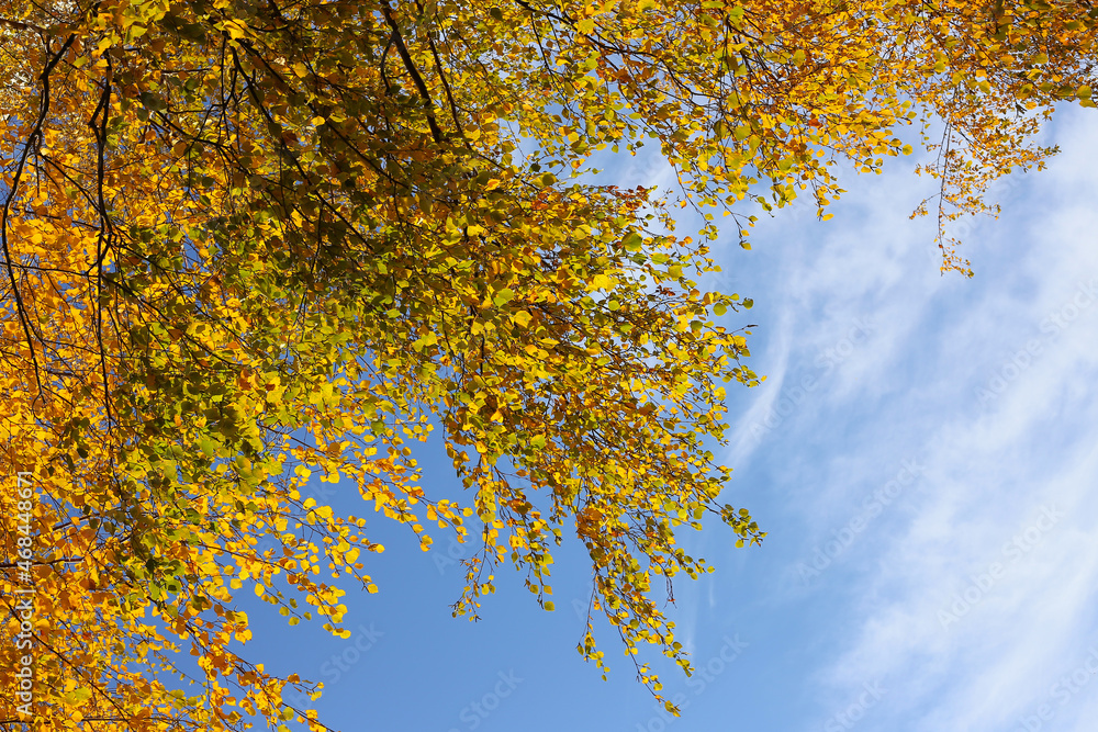 Canvas Prints branches of autumn birch tree with bright yellow leaves