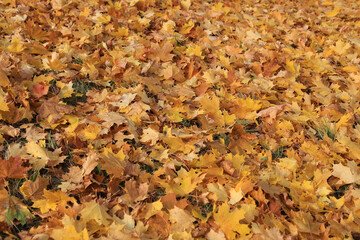 Autumn background from bright golden leaves of maple tree on the