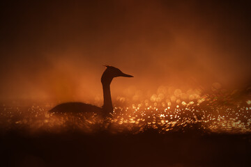 Great crested grebe at sunrise