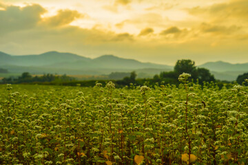 北海道の草原と夕景