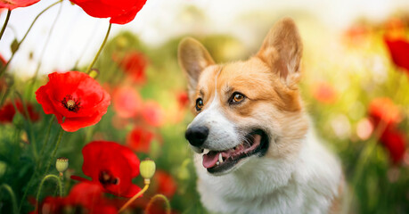 portrait of a cute corgi dog among bright red poppies flowers in a summer sunny garden