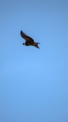 Condor Andino over the Andes