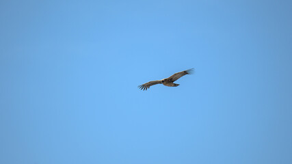 Obraz premium Condor Andino over the Andes