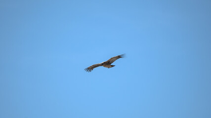 Condor Andino over the Andes