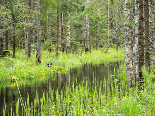 Grass growing by small river
