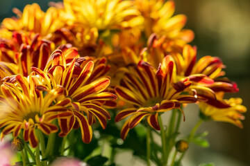 Chrysanthemen