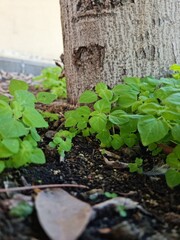plant in the garden