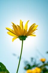 yellow flower on sky. yellow flower against the sun. yellow flower in the garden. yellow flower close up. yellow flower on a background of blue sky