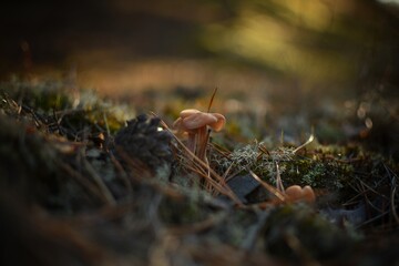 mushroom in the forest