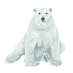 adult polar bear sits isolated on a white background. Polar bear. Northern animals. Vector
