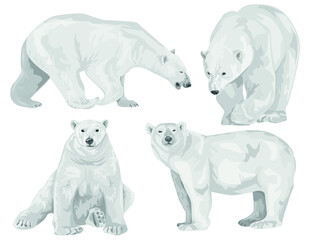 A set of adult bears in various poses. Polar bear. Northern animals. Vector