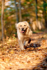 Joyka the Golden Retriever is enjoying his morning hike in the woods of Western Pennsylvania, USA. It's November but the weather is sunny and warm. The fall foliage is yellow and red and the beige dog