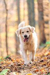 Joyka the Golden Retriever is enjoying his morning hike in the woods of Western Pennsylvania, USA. It's November but the weather is sunny and warm. The fall foliage is yellow and red and the beige dog