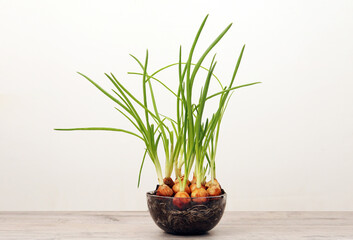 Growing green onions from scraps by propagating in a jar on a window sill