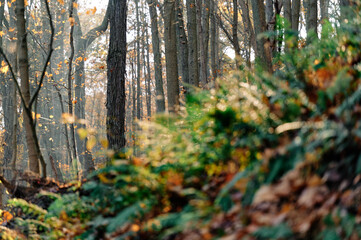 Joyka the Golden Retriever is enjoying his morning hike in the woods of Western Pennsylvania, USA. It's November but the weather is sunny and warm. The fall foliage is yellow and red and the beige dog