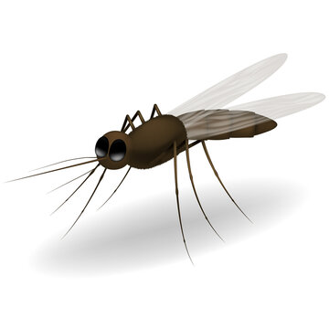 Realistic tropical fever zika virus transmitter mosquito. Vector image of a mosquito isolated on white background.