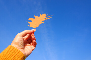 Woman holding an autumn leaf. Autumn concept. The girl's hand in an orange sweater holds an Orange maple leaf against the blue sky. Selective focus.