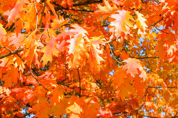 Autumn background. Yellow orange red leaves on a tree against the blue sky. Bright yellow leaves on autumn birches