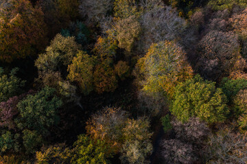 A walk through the Duisburg city forest in autumn