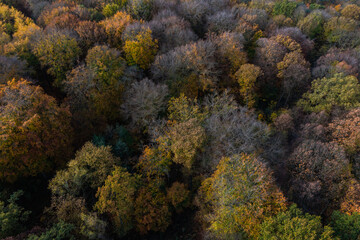 Naklejka na ściany i meble A walk through the Duisburg city forest in autumn