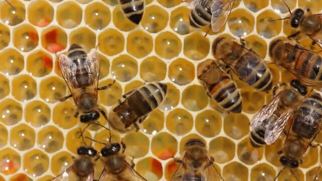 Active work of bees during honey collection.
Inside the hive, the bees create a honeycomb of wax and convert the nectar into honey.
