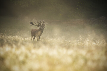 Red deer stag roaring cold air breath at misty sunrise