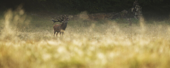 Red deer stag roaring cold air breath at misty sunrise