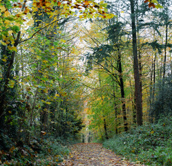 A walk through the Duisburg city forest in autumn