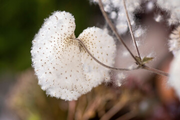 Fruchtstand der Herbst-Anemone
