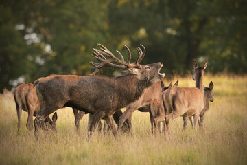 Red deer stag roaring in his harem of hinds