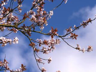 Cherry blossom against blue skies and clouds wide shot